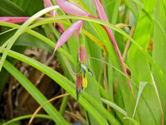 ヨウラク（瓔珞）ツツアナナス　４