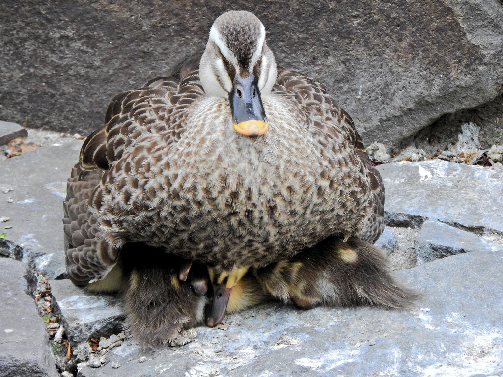 カルガモの母は頑張っております(∩.∩）