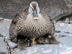 カルガモの母は頑張っております(∩.∩）