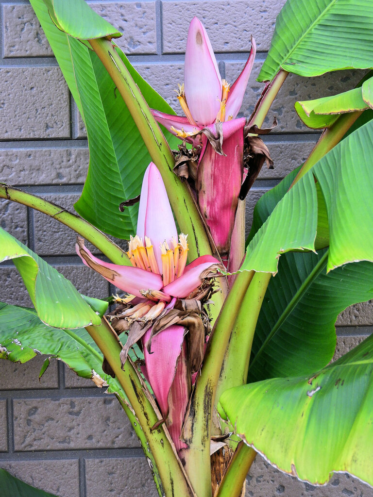 赤実バナナ　（ピンクバナナ・アケビバナナ）の花　４