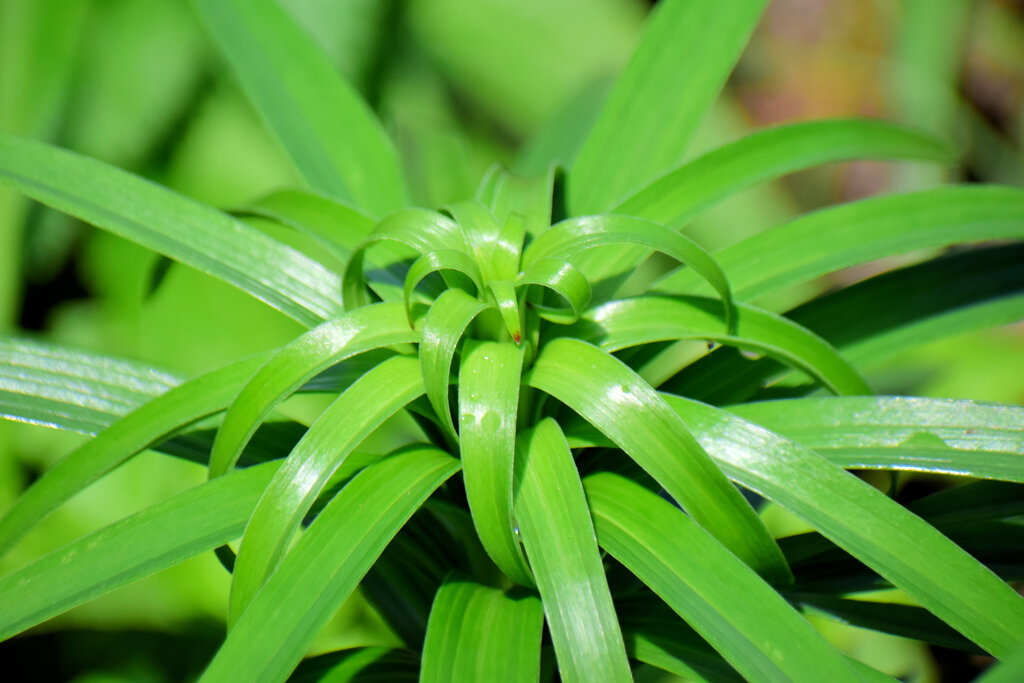 鬼百合の葉　1/3　