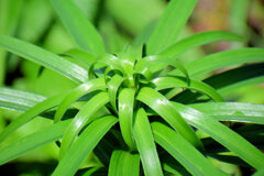 鬼百合の葉　1/3　