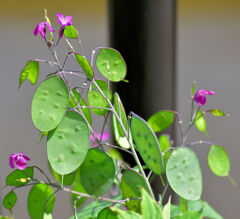 合田草 （ごうだそう） 　大判草　（おおばんそう）　実１