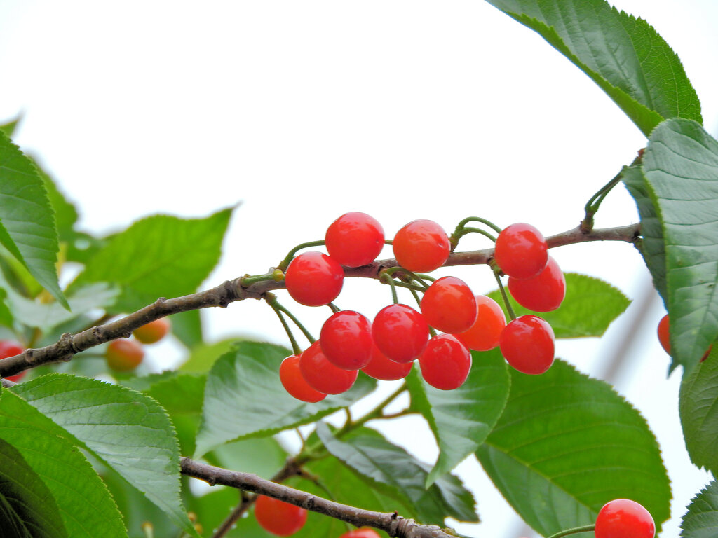 暖地桜桃（だんちおうとう）６