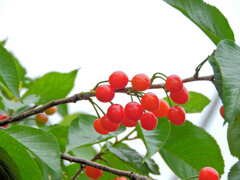 暖地桜桃（だんちおうとう）６