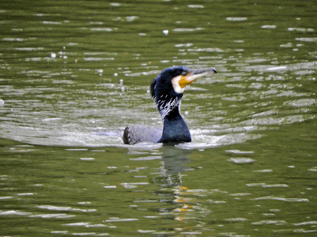 等々力緑地公園・・釣り堀池でネッシー・・カワウ（笑）　２