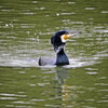 等々力緑地公園・・釣り堀池でネッシー・・カワウ（笑）　２