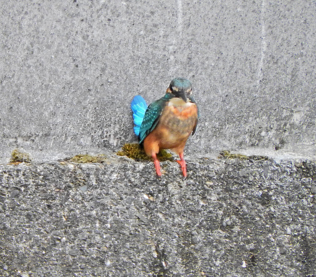 久々の出会い　カワセミさん　４