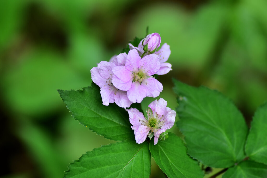 ブラックベリー　４