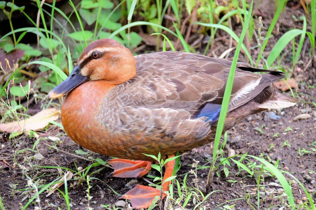 こんな色ですが・・カルガモさんですか？１
