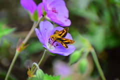 キマダラセセリ　 チョウ目　セセリチョウ科　セセリチョウ亜科　６