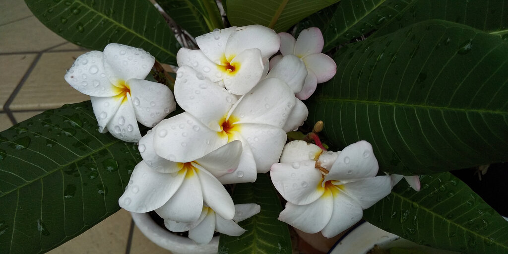 プルメリア　１