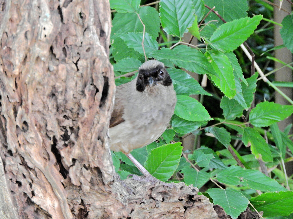 初見の鳥さんの名前がわかりません^_^;5/10