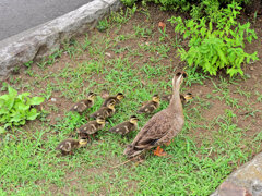 カルガモ一家の移動　４