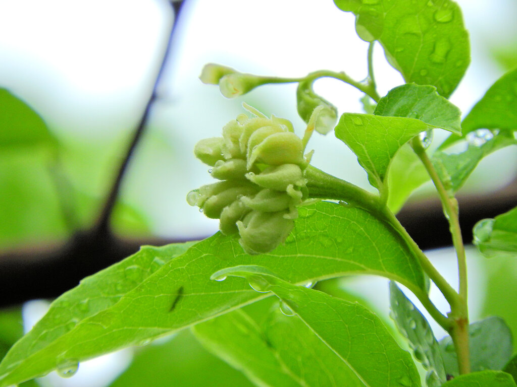 エゴノキの枝先に「猫の肉球」５