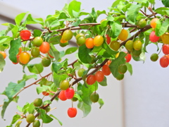 夏茱萸っすぅ　２