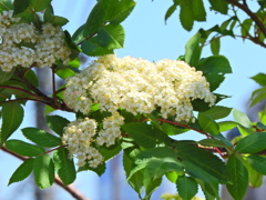 七竈（ナナカマド）の花　６