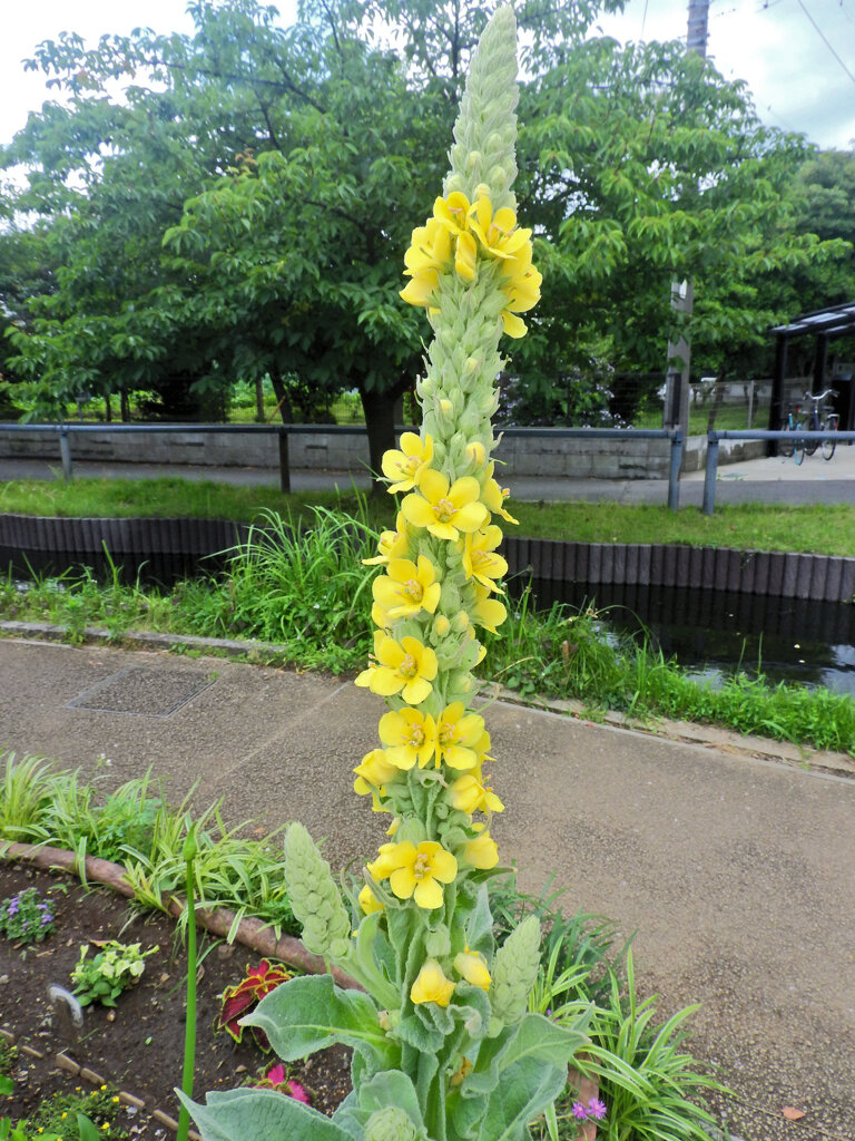 ビロード毛蕋花 （ビロードもうずいか）３