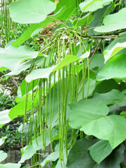 木大角豆 （きささげ）　実　２