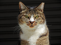 我が輩は猫である　６