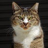 我が輩は猫である　６