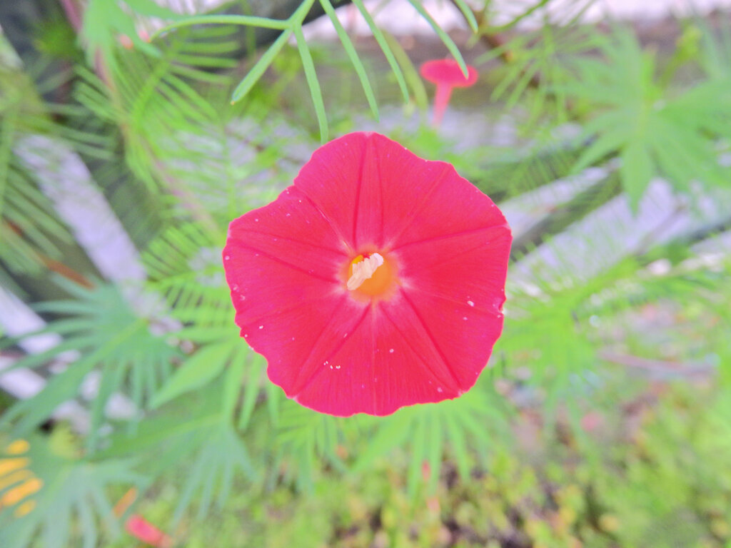 羽衣縷紅草　（はごろもるこうそう）　１