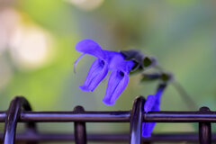 「サルビア・グアラニチカ」の花  (別名:メドーセージ)3 「サルビア・グアラニチカ」の花  (別名:メドーセージ)3