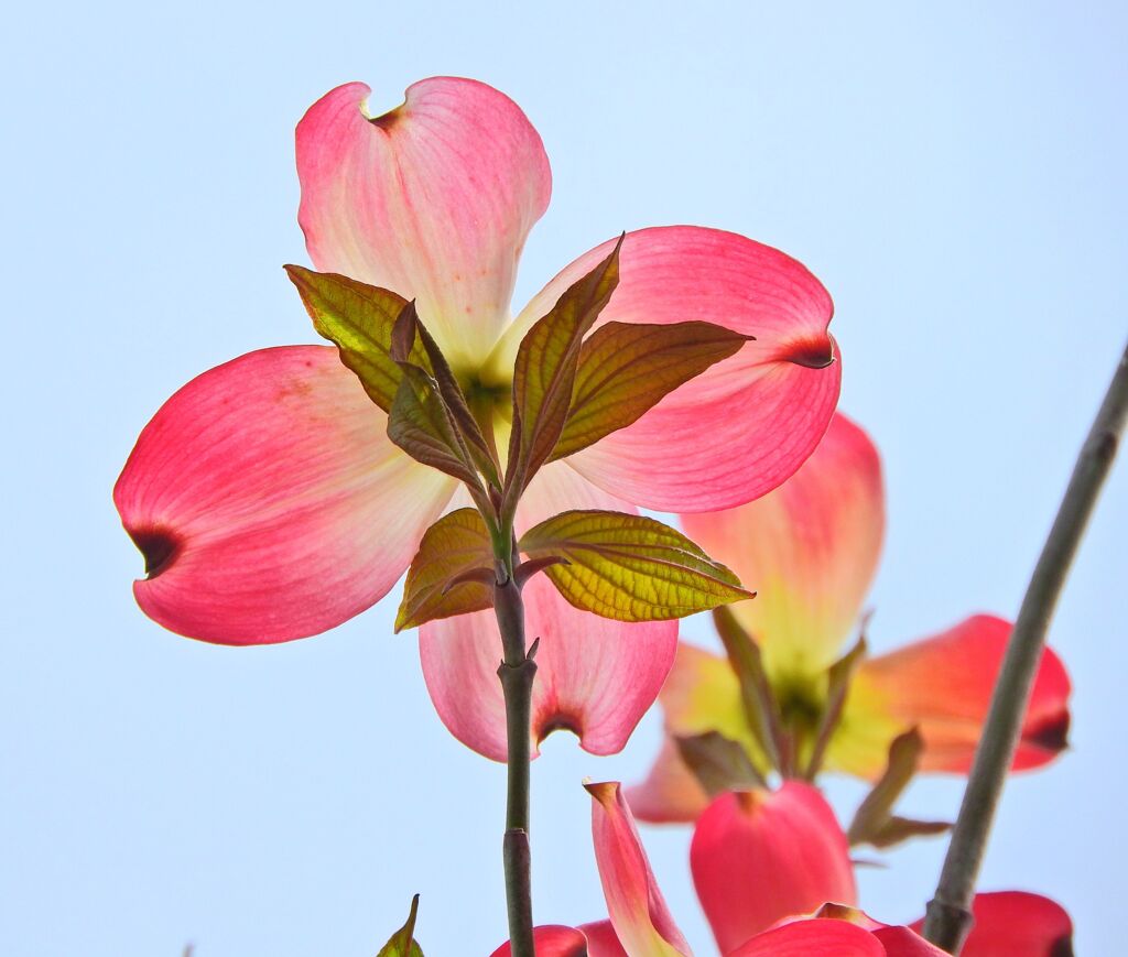 薄紅色の可愛い君・・・♪　ハナミヅキ（花水木）４