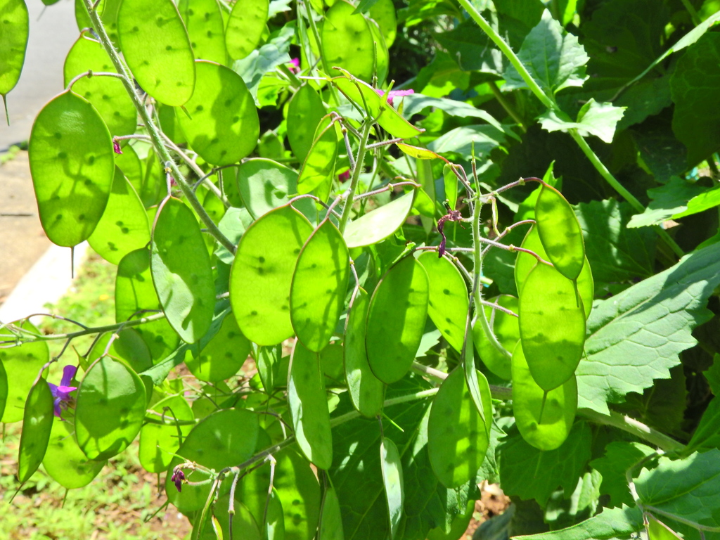 大判草（おおばんそう）合田草 （ごうだそう）３