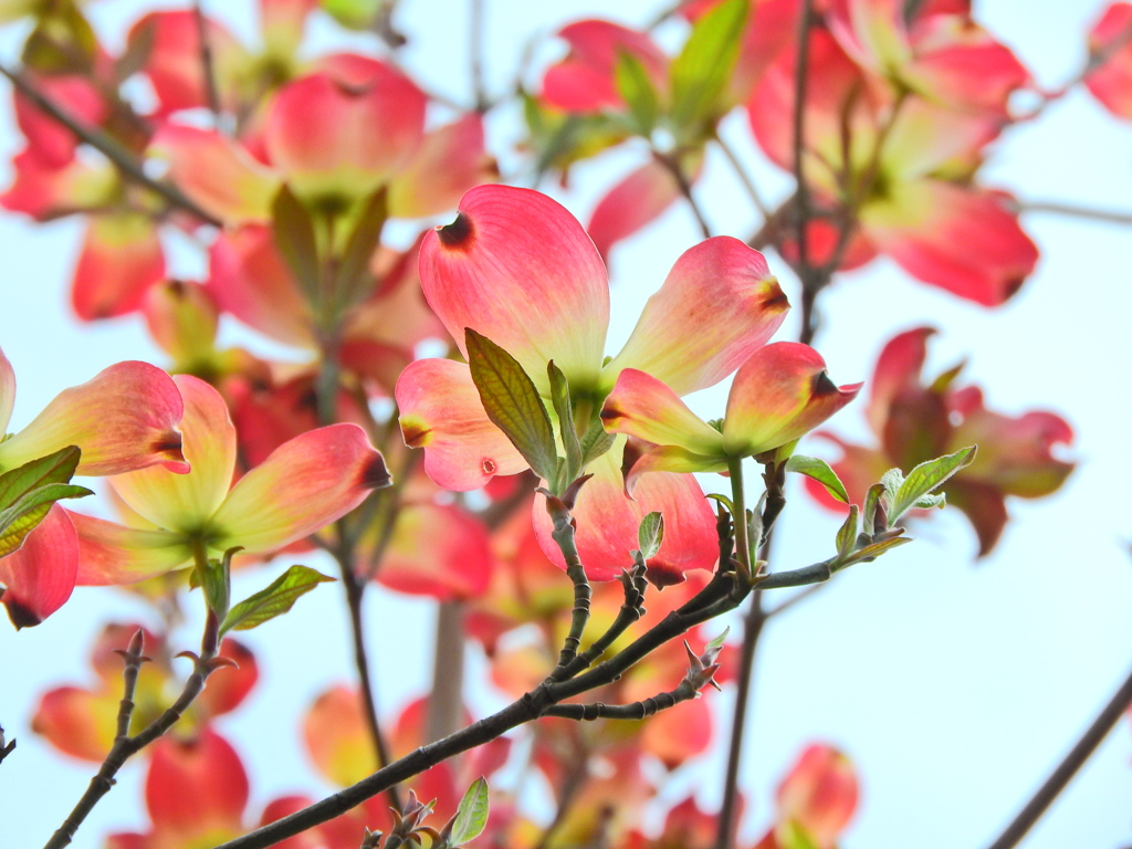 薄紅色の可愛い君・・・♪　ハナミヅキ（花水木）８