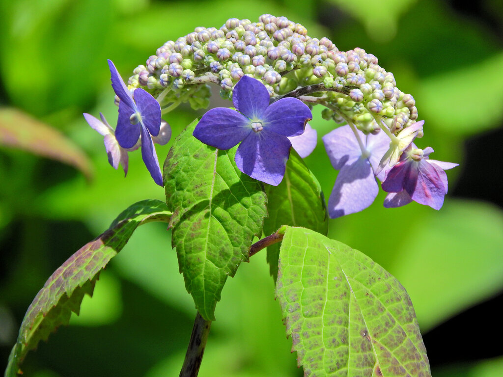 山紫陽花　３