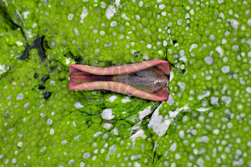 蓮の芽吹き　７