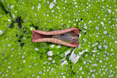 蓮の芽吹き　７