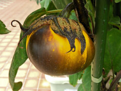 黄色い茄子　６