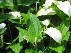半夏生の花　３