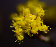 山茱萸 （さんしゅゆ） 春黄金花（はるこがねばな）４