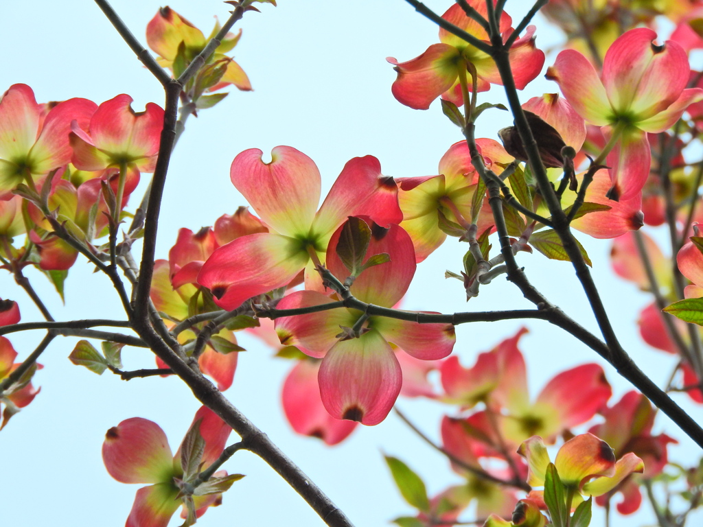 薄紅色の可愛い君・・・♪　ハナミヅキ（花水木）９