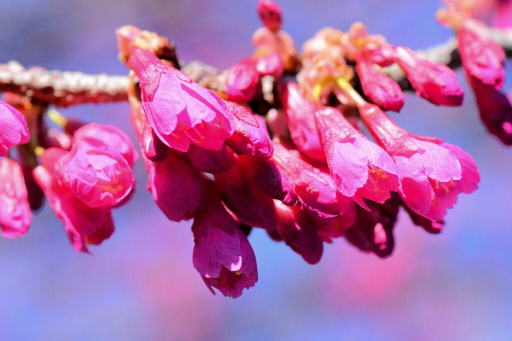 寒緋桜 （かんひざくら）　４