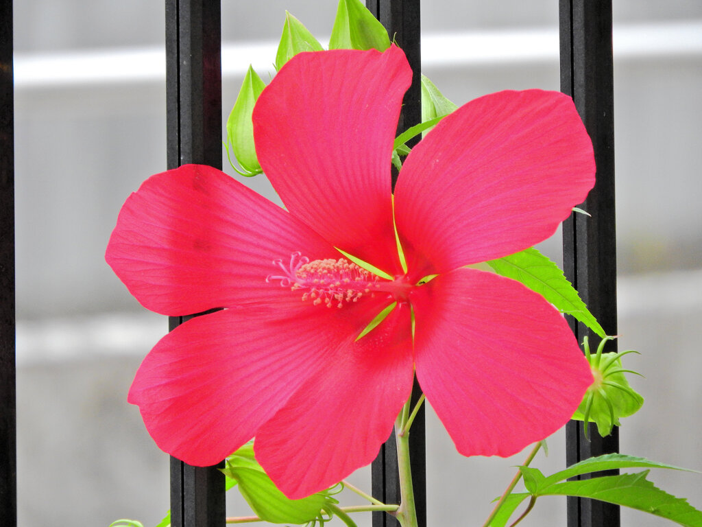 タイタンビカス　７