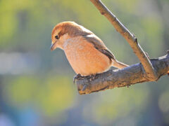 百舌　子さん　１