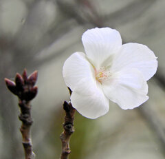 季節外れの桜　咲く　４