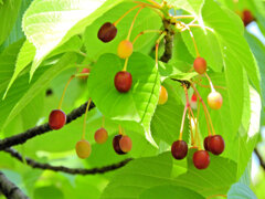 河津桜の実　５