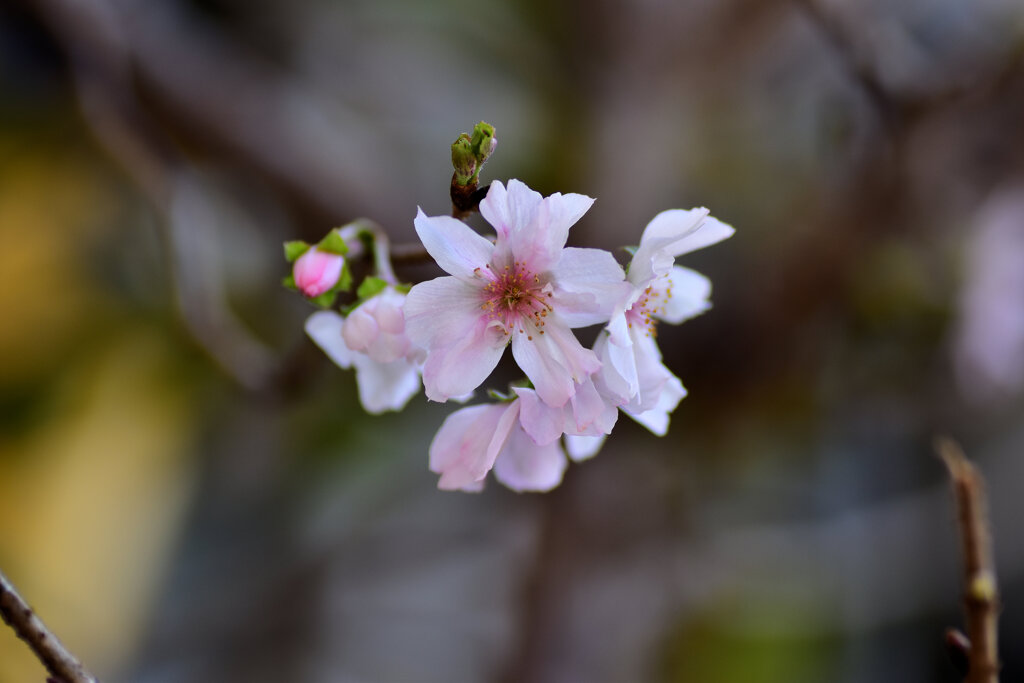 十月桜 （じゅうがつざくら）　３