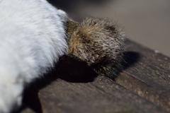 昨晩投稿した肉球の持ち猫　６