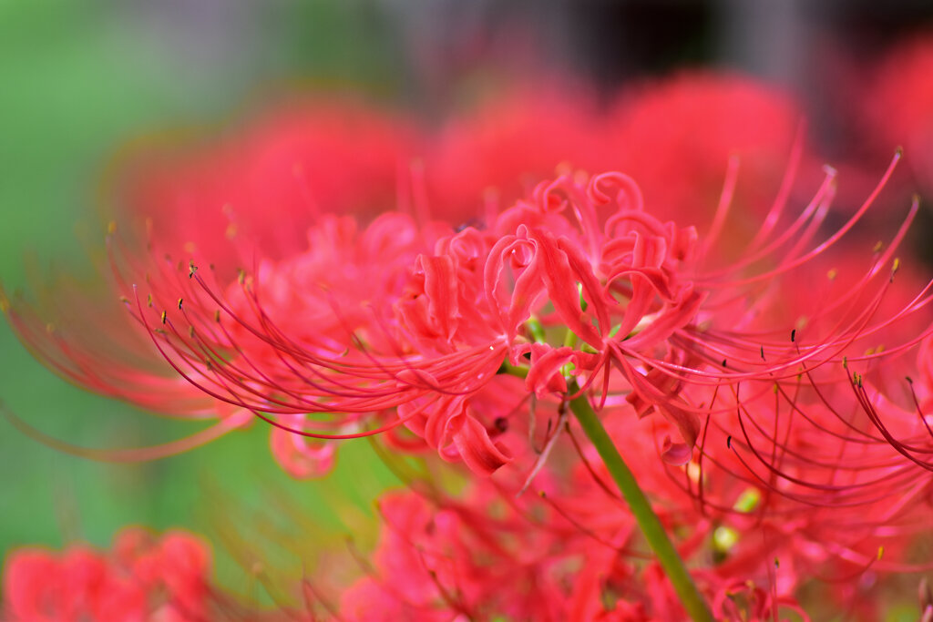 曼珠沙華　１０