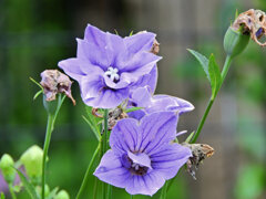 八重咲き桔梗　１