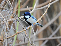 シジュウカラ　２