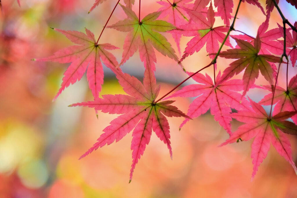 近所のお寺の紅葉６４