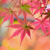 近所のお寺の紅葉６４