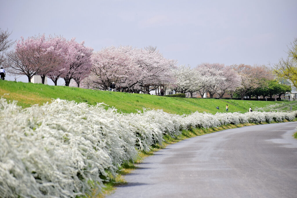 多摩川　川崎市　等々力緑地公園付近　５